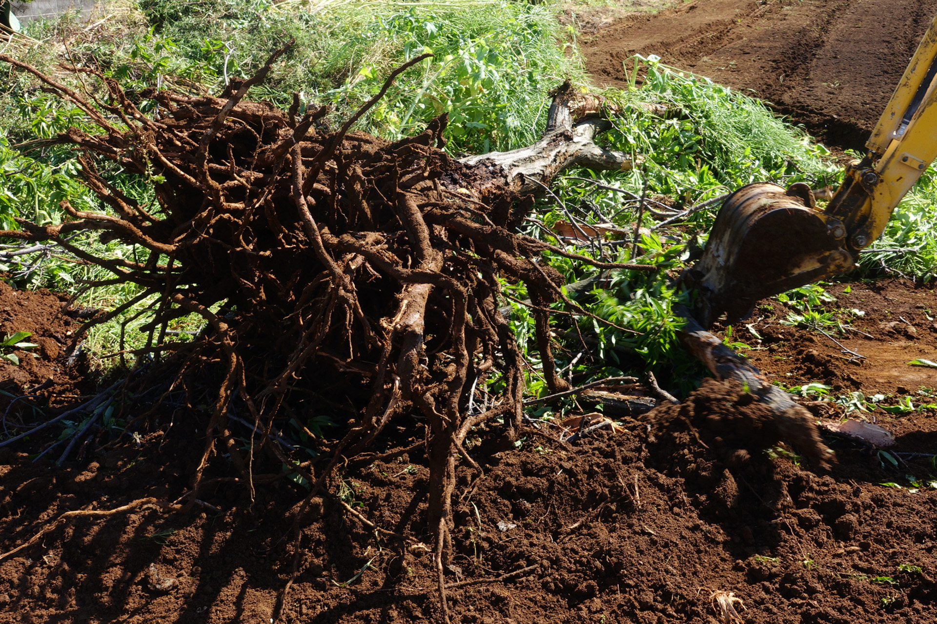 プロの剪定で空き家も安全・美しく管理