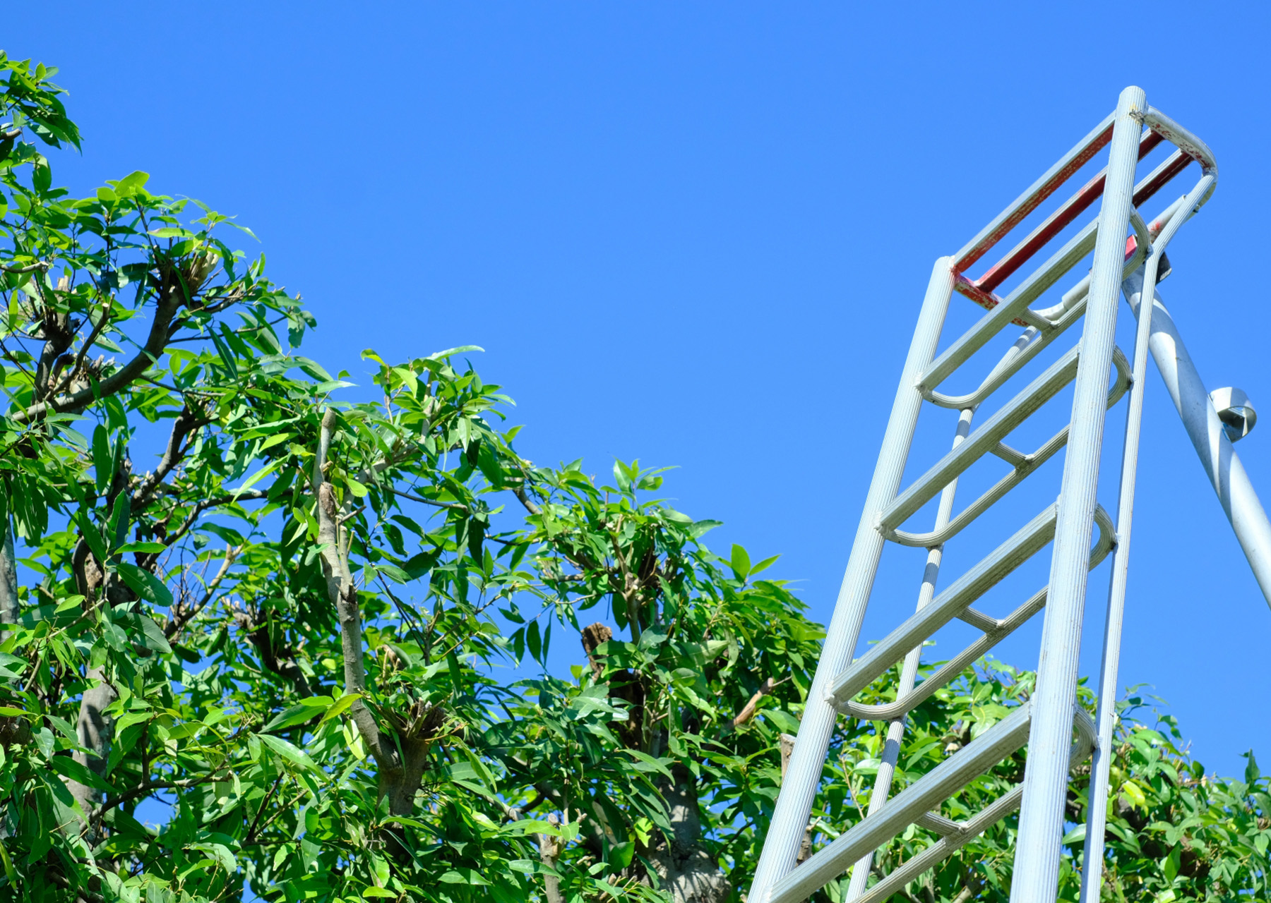 庭木一本から気軽に相談できる植木屋