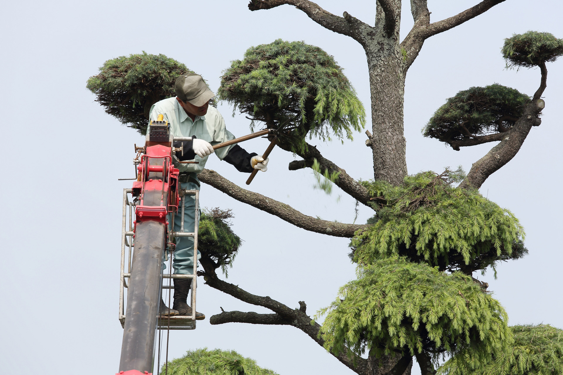 樹木のプロとして状態・環境に合わせた適切な剪定