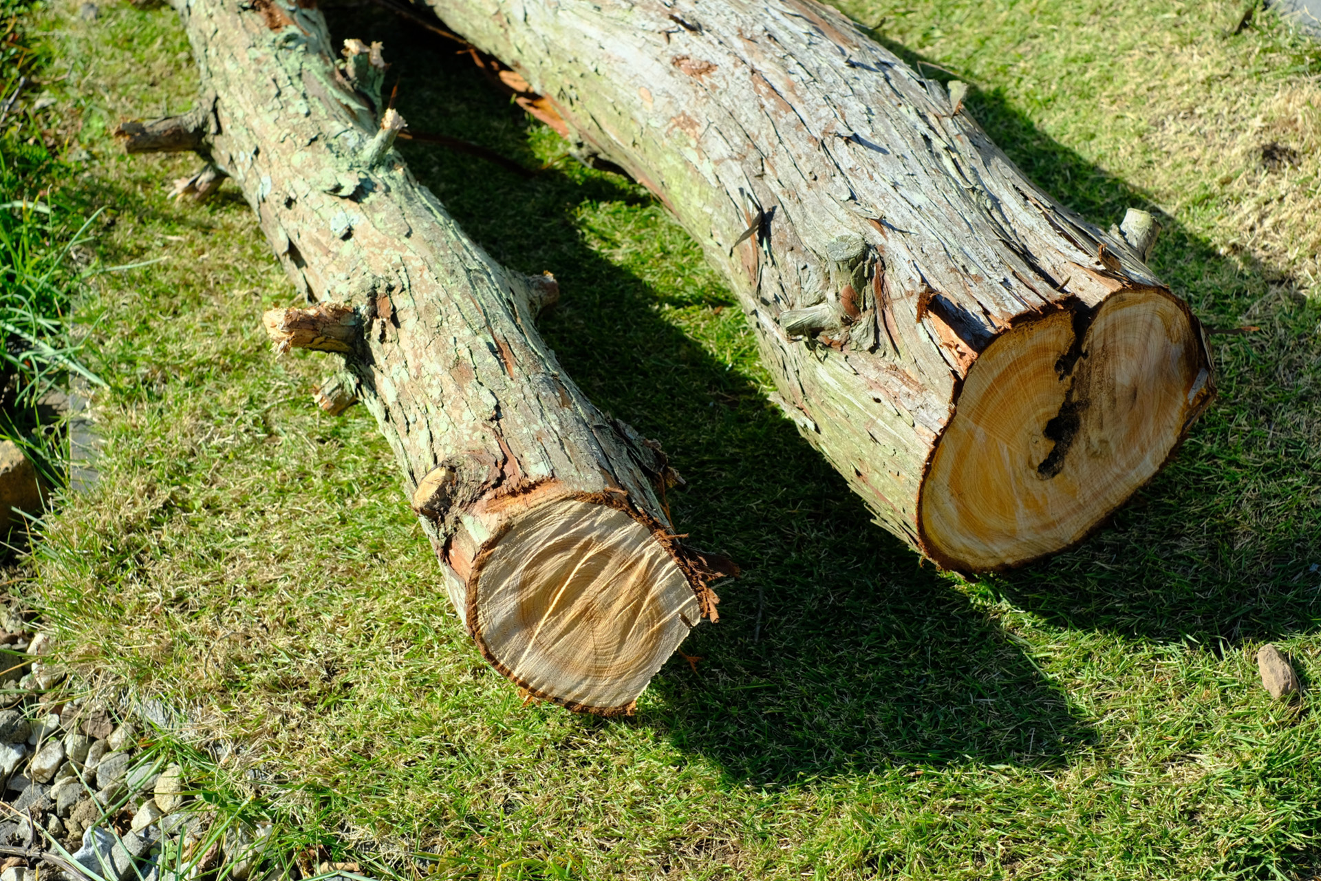 安全第一の伐採作業と後片付けまで丁寧に対応